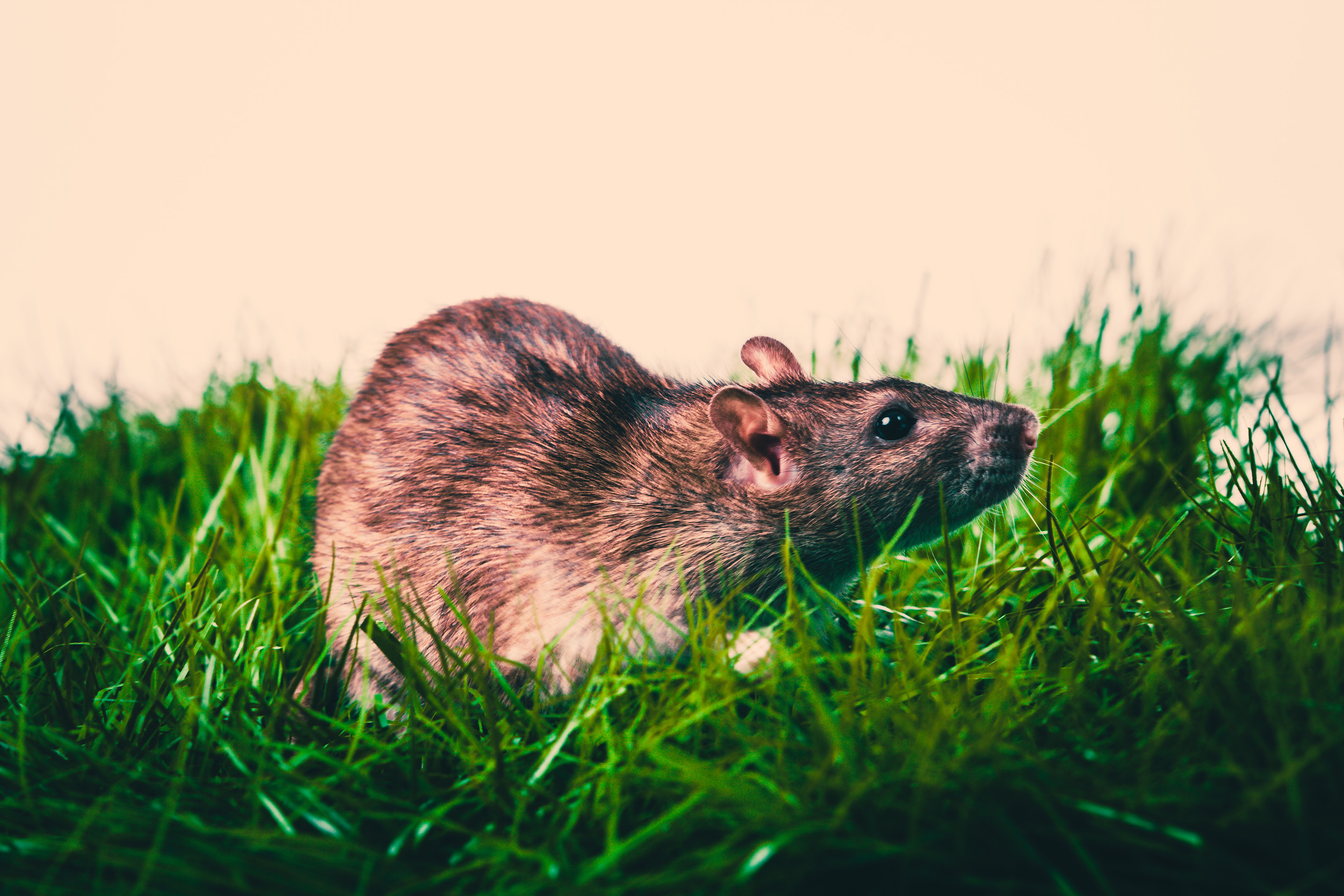 wanderratte
