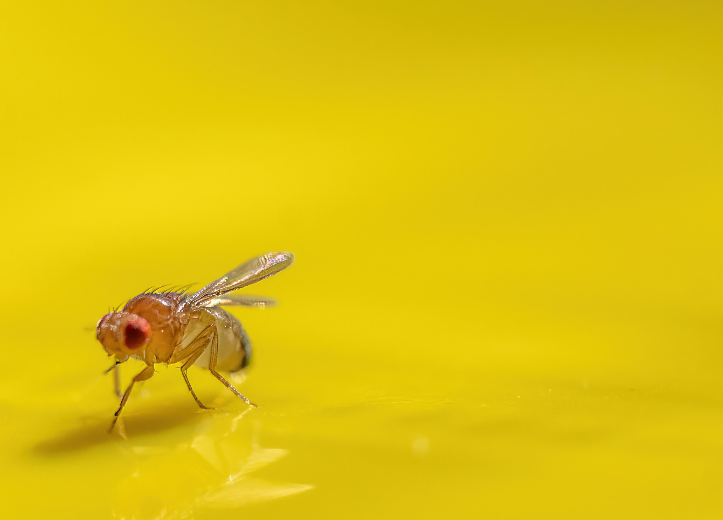 Macro of a single fruit fly caught on a sticky paper trap